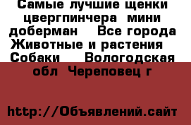 Самые лучшие щенки цвергпинчера (мини доберман) - Все города Животные и растения » Собаки   . Вологодская обл.,Череповец г.